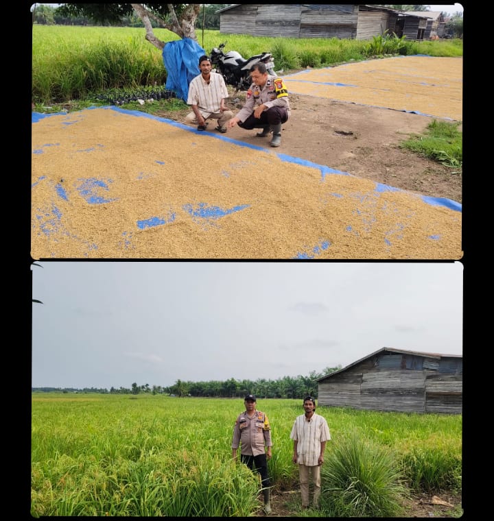 Bhabinkamtibmas Polsek Batang Tuaka Pantau Ladang Padi Warga, Dukung Ketahanan Pangan