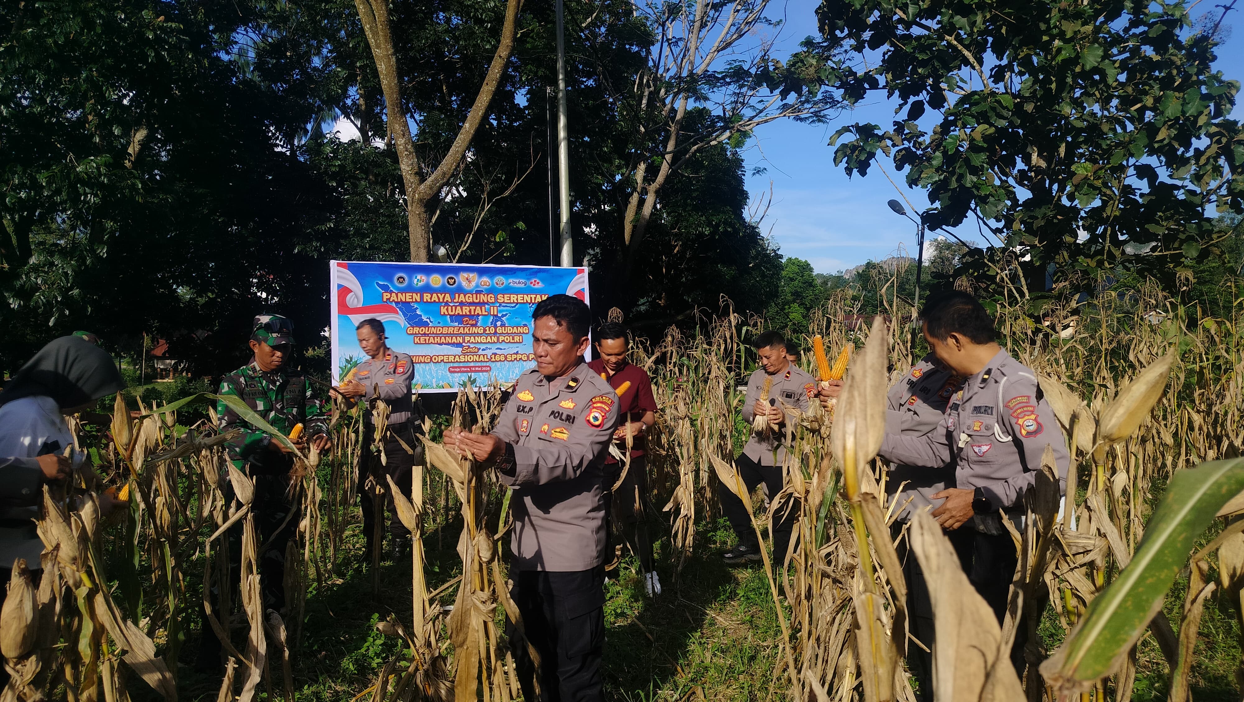 Polres Toraja Utara Ikut Panen Raya Jagung Kuartal II Secara Virtual